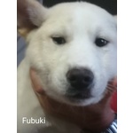 Vendo Cuccioli di Akita Inu