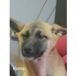 Vendo Cuccioli di Akita Inu - Foto n. 4