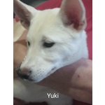 Vendo Cuccioli di Akita Inu - Foto n. 6