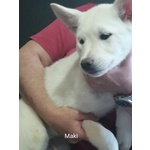 Vendo Cuccioli di Akita Inu - Foto n. 7