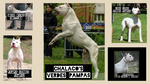 Dogo Argentino Cuccioli Linea Campioni Mondiali - Foto n. 4