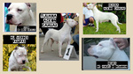 Dogo Argentino Cuccioli Linea Campioni Mondiali - Foto n. 5