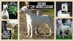 Dogo Argentino Cuccioli Linea Campioni Mondiali - Foto n. 7