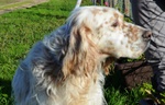 Aramis, Simil Setter in Cerca di una Casa! - Foto n. 2