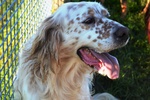 Aramis, Simil Setter in Cerca di una Casa!