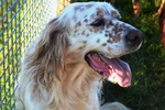 Aramis, Simil Setter in Cerca di una Casa! - Foto n. 1