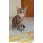 Chicca Gatta Coccolona in Adozione - Foto n. 1