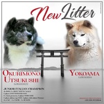 3 Splendidi Cuccioli di Akita inu Disponibili