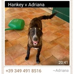 Hankey Cucciolo Perfetto - Foto n. 3
