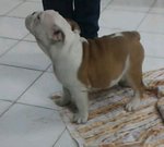 Cuccioli di Bulldog Inglese - Foto n. 1