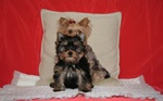 Yorkshire Terrier Cuccioli con Pedigree - Foto n. 2