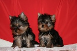 Yorkshire Terrier Cuccioli con Pedigree - Foto n. 1