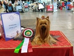 Yorkshire Terrier Cuccioli con Pedigree - Foto n. 6