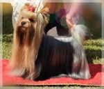 Yorkshire Terrier Cuccioli con Pedigree - Foto n. 7