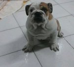 Cuccioli di Bulldog Inglese - Foto n. 2