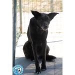 Kira, Abbandonata dopo 6 Anni, Schiva e Diffidente... - Foto n. 4