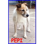 Pepi Simil jack Russel 9 anni dopo Tanti anni di Canile Cerca Serenità - Foto n. 1