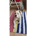 American Staffordshire Femmina 3 Anni