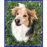 Perseo Bellissimo Volpinetto 3 anni e Mezzo Vivace e Giocherellone - Foto n. 3