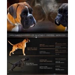 Cuccioli Boxer con Pedegree