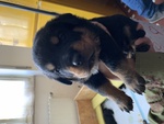 Cuccioli di Rottweiller - Foto n. 2