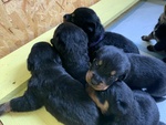 Cuccioli di Rottweiller - Foto n. 1