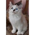 Cucciolo Ragdoll