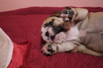 Bulldog Inglese Femmina