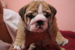 Bulldog Inglese Femmina - Foto n. 2