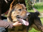 🐶 Pastore della Beauce maschio in adozione a Torino (TO) da associazione animali