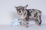 Cuccioli di Bulldog Francesi - Foto n. 2