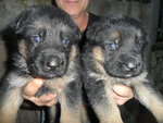 Cuccioli Pastore Tedesco