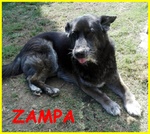 Zampa Adozione D'amore Lupacchiotto 10 Anni - Foto n. 1