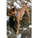 Regalo Incrocio Pinscher Maschio 5 anni