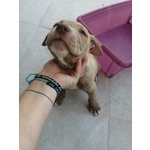 American Pitbull red Nose - Foto n. 2