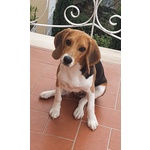 Vendo Beagle Femmina - Foto n. 2