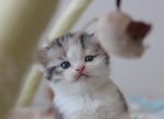 Cuccioli British Shorthair Black Silver Tabby - Foto n. 2