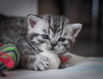 Cuccioli British Shorthair Black Silver Tabby - Foto n. 3