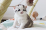 Cuccioli British Shorthair Black Silver Tabby - Foto n. 5