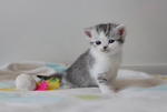 Cuccioli British Shorthair Black Silver Tabby - Foto n. 6