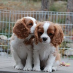 Cavalier king Cuccioli cane da Compagnia Pedigree