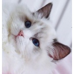 Ragdoll Cuccioli