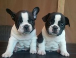 Bulldog Francese Bouledogue Cucciolo cane da Compagnia Maschio Femmina