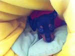 Cucciola Pinscher - Foto n. 2