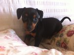 Cucciola Pinscher - Foto n. 4