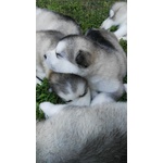 Cuccioli di Alaskan Malamute - Foto n. 2