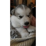 Cuccioli di Alaskan Malamute - Foto n. 3