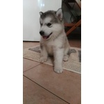 Cuccioli di Alaskan Malamute - Foto n. 4