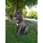 Cane Corso Maschio Disponibile per Accoppiamento