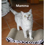 Cuccioli British Shorthair - Foto n. 2